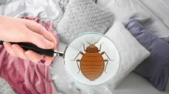 Koliko grešaka za krevet živi?